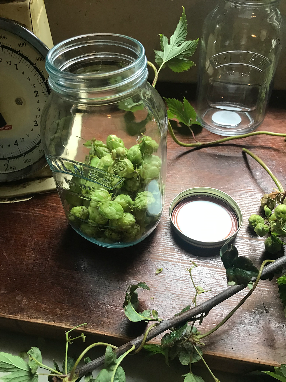 Hops in jar