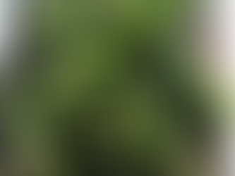 hawthorn flower buds on wooden board 