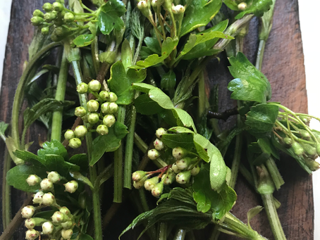 hawthorn flower buds on wooden board 