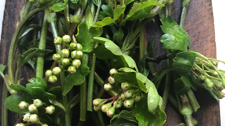 hawthorn flower buds on wooden board 