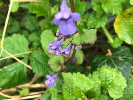 purple flower with green leaves behind