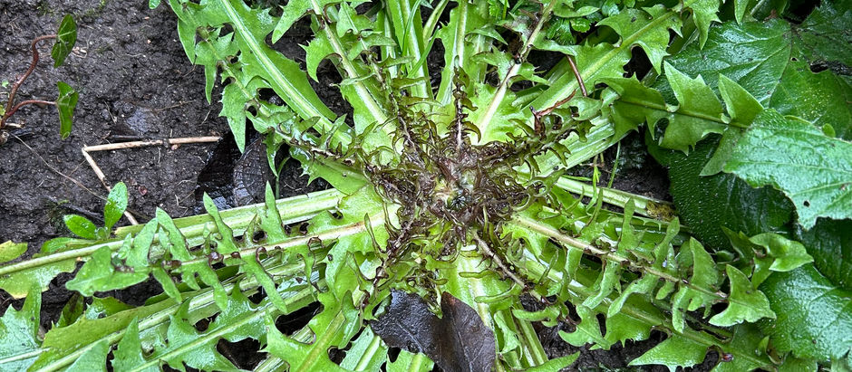 Dandelion leaves