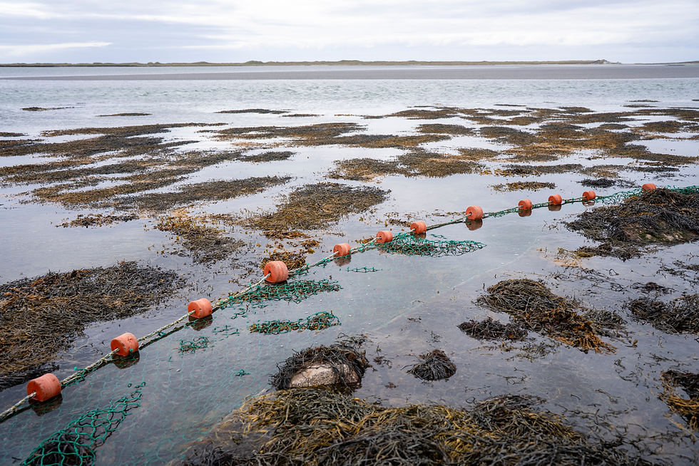 Seaweed for Farming-12.jpg