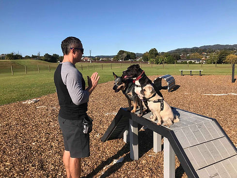 Dogs focus