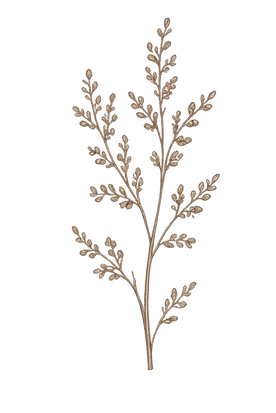 Botanical-2.png