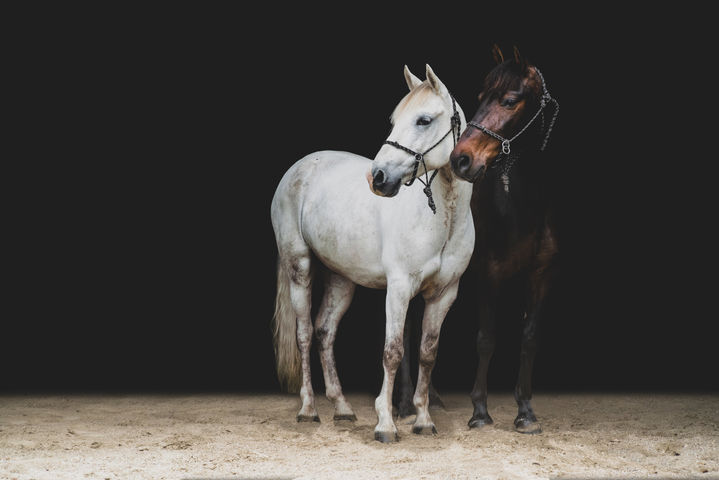 Hadwin and Slick 1.jpg