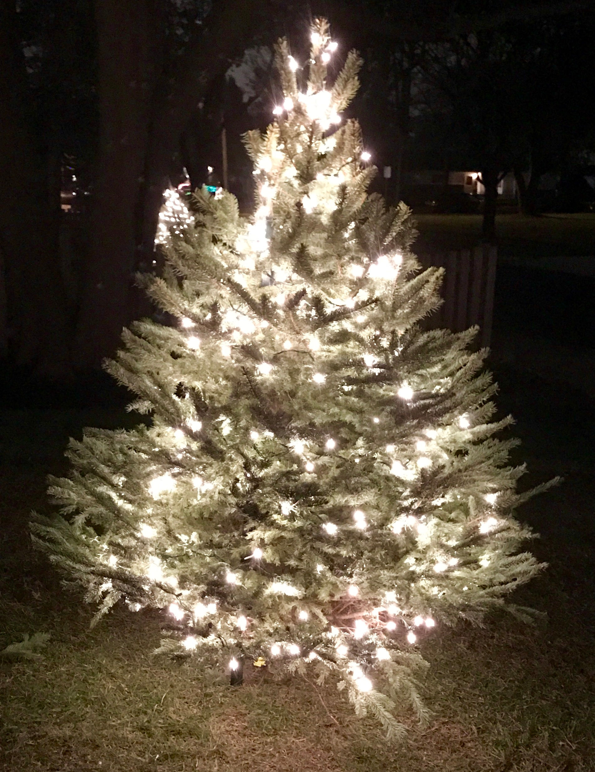 2025 Delivery/Install  5-6' Fraser Fir