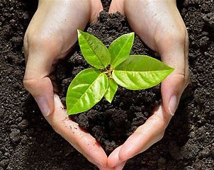 Plants 5.jpg