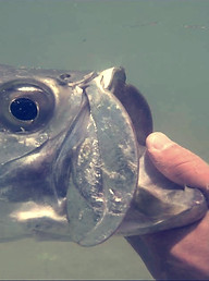 release baby tarpon