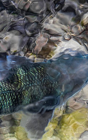 bonefish flat Guadeloupe
