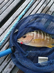 pêche au coup guadeloupe