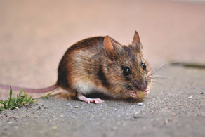 MOUSE IN YOUR HOUSE? WHAT CAN YOU DO?
