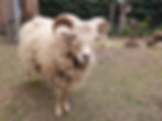Moutons