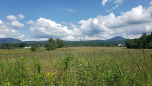 The fields of the distillerie des cantons