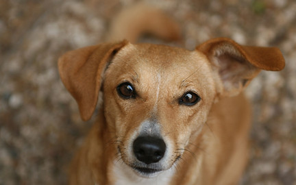 ブラウン犬