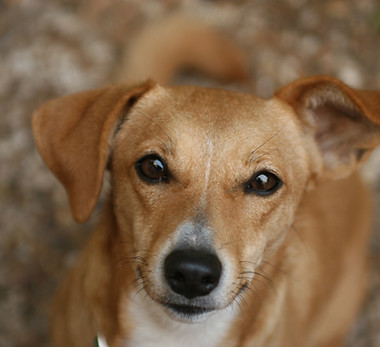 Brown Dog