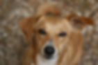 Brown Dog