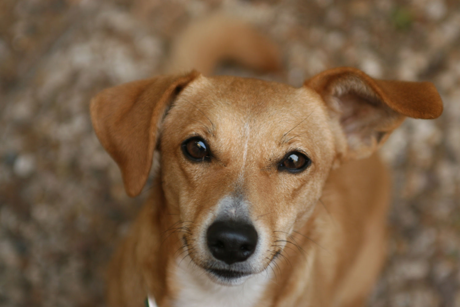 こちらを見上げている中型犬の写真
