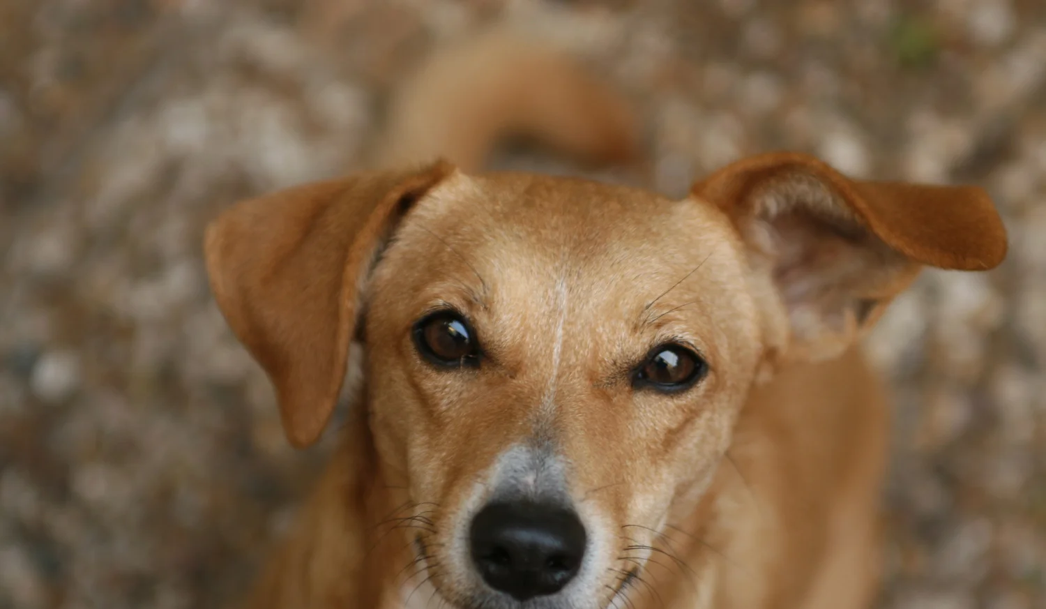 main society near me