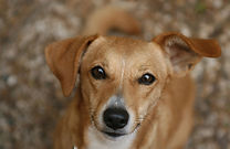 Brown Dog