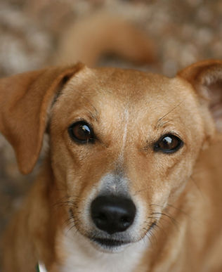 Coping with pet bereavement