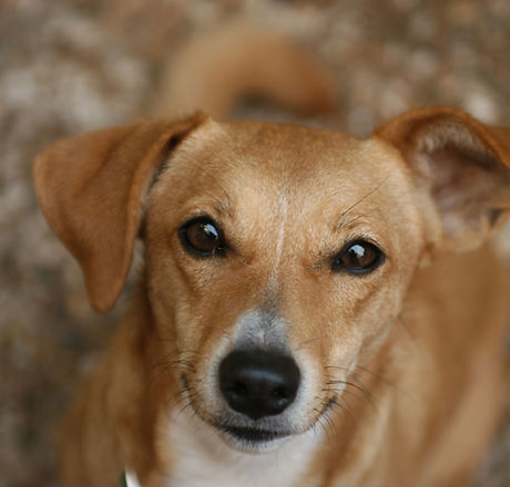 Brown Dog