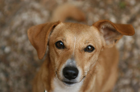 ブラウン犬