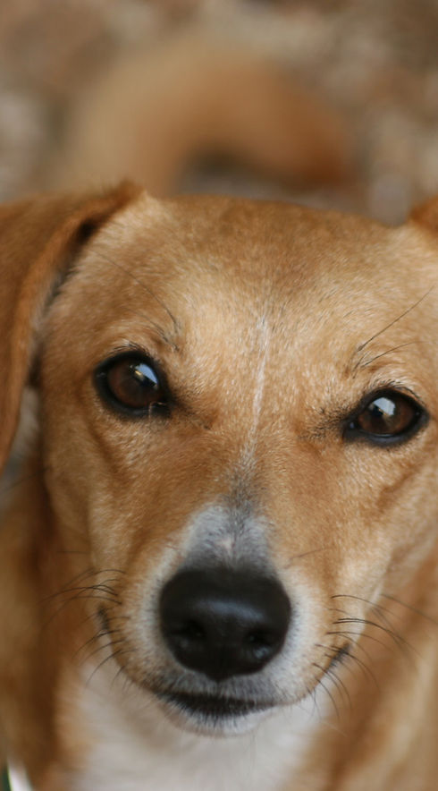 Brown Dog