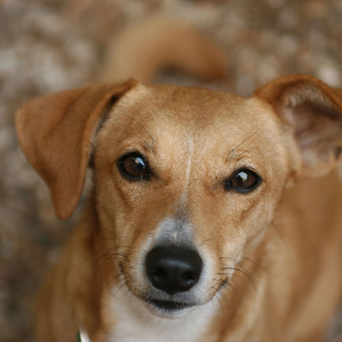 Cachorro marrom