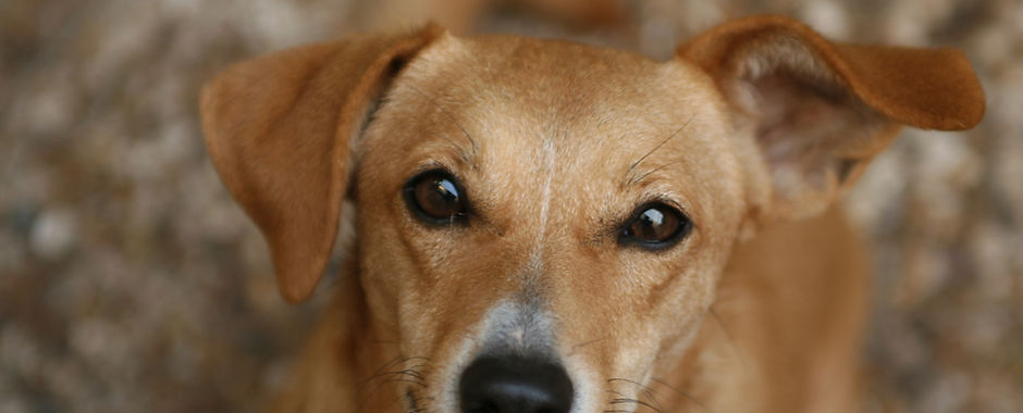 Brown Dog