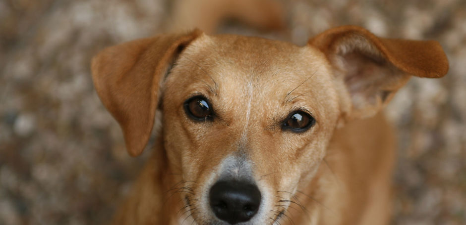 Brown Dog