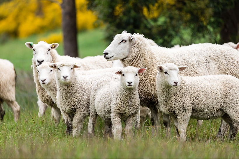 lumina-stag-valley-sheep-group-1800.jpg