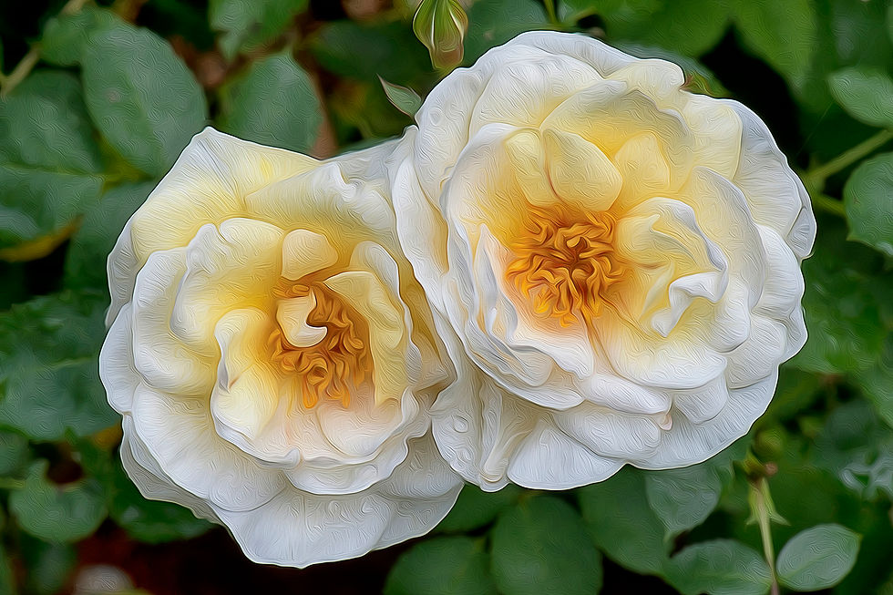 Rose Morden Snow Beauty br