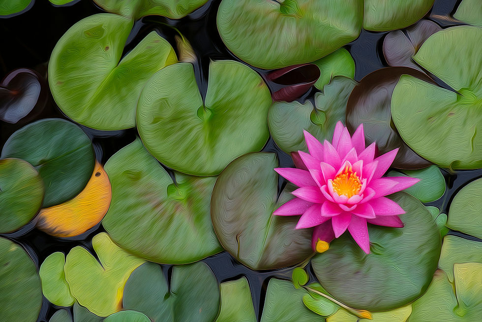 Nénuphar rose