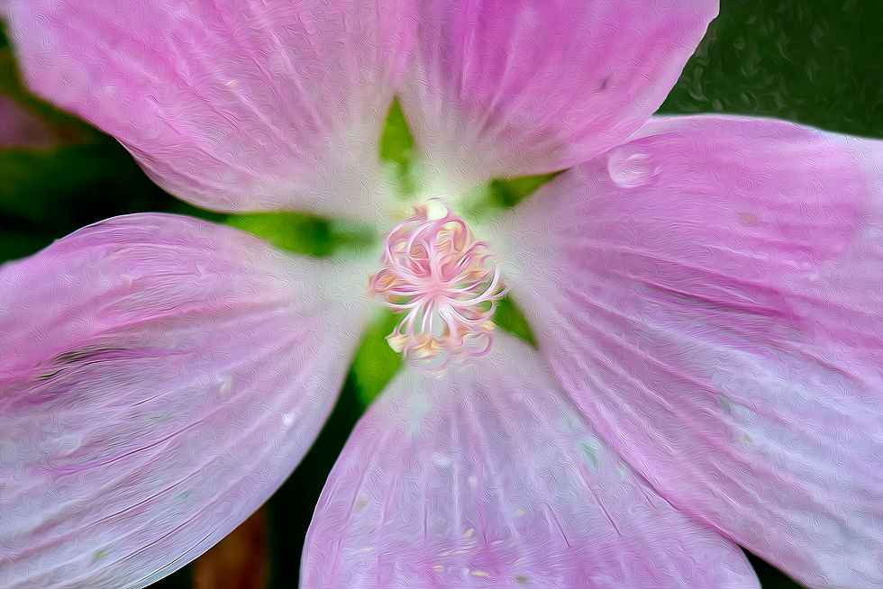 Rosée