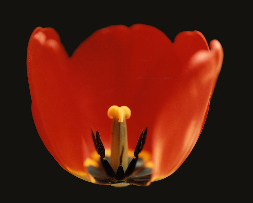 Tulipe