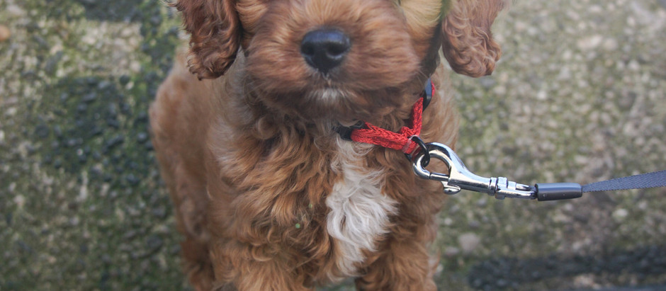 New Puppy Essentials Guide