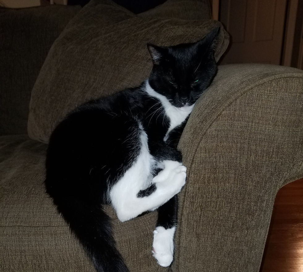 One of the clinicians recently lost friend "Django"