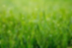 hero-lawn-grass-closeup