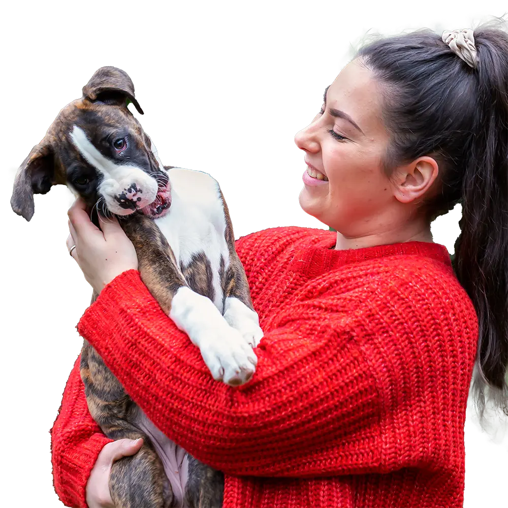 Woman smiling while holding a boxer puppy
