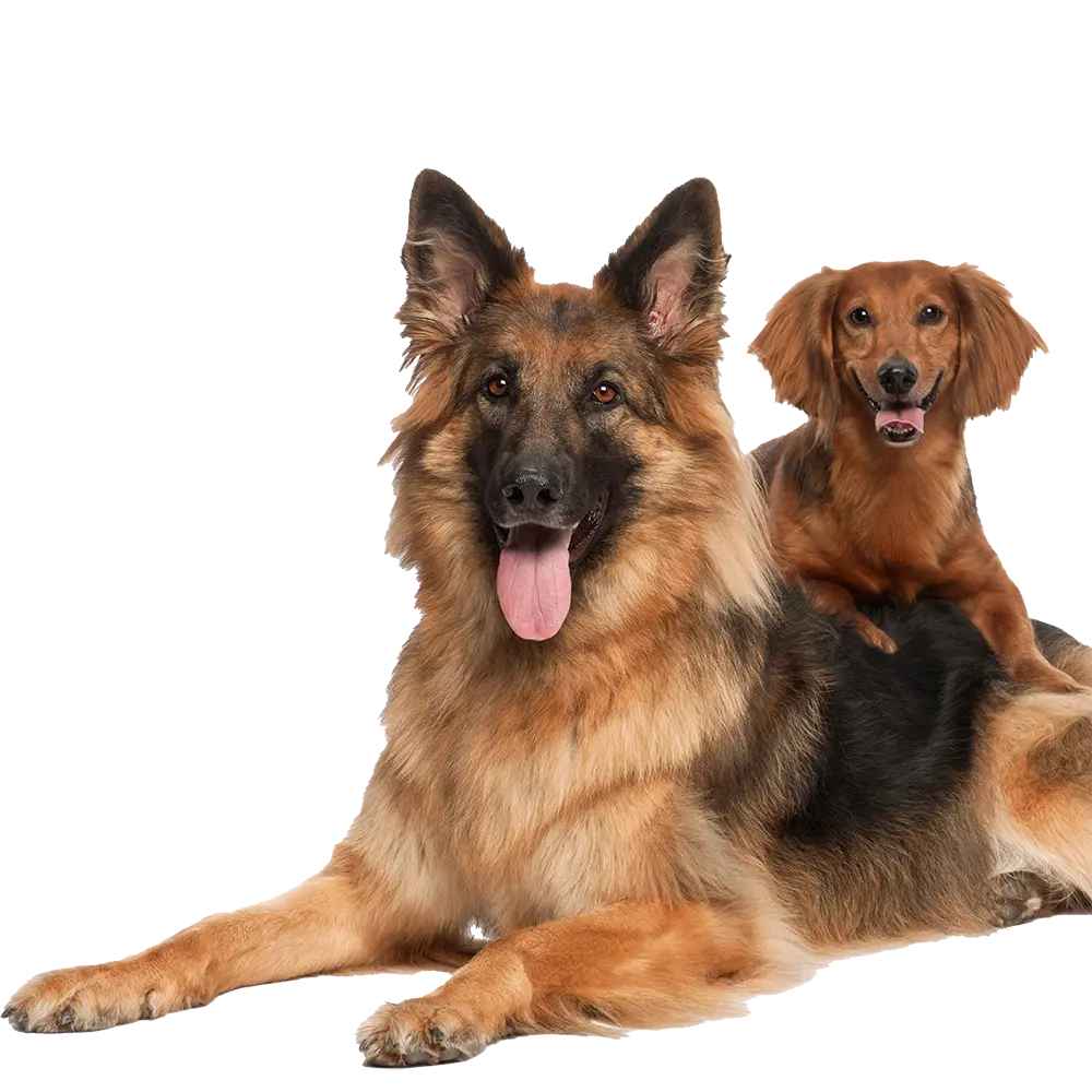 Two friendly relaxed dogs playing together
