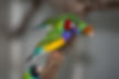Finch Aviary