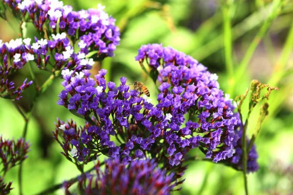 A cluster of purple flowers in a garden with a bee on top.