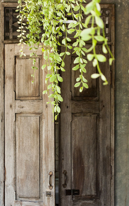 ivy and old door