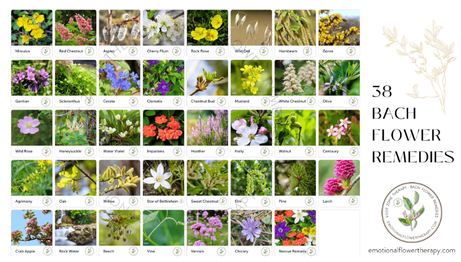 Bach Flower Remedies