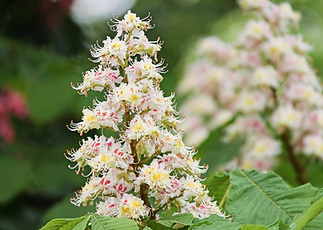 White Chestnut