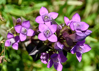Gentian