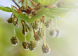 beech bach flower remedy
