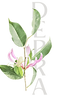 honeysuckle icon