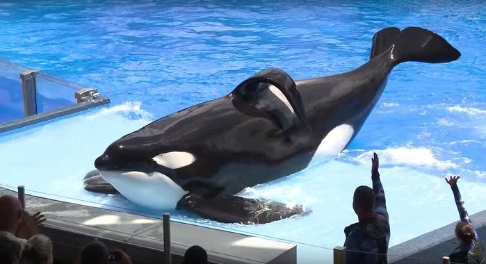 Supporting SeaWorld is Supporting Cruelty